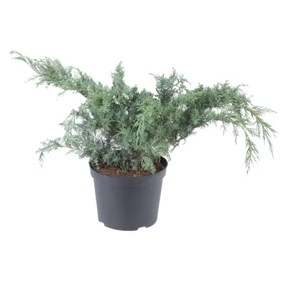 Можжевельник виргинский Хетц Juniperus virginiana Hetz 2л (ЗК) — цена в  LETTO