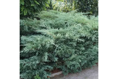 Juniperus virginiana 'Hetz', Можжевельник виргинский 'Хетц'