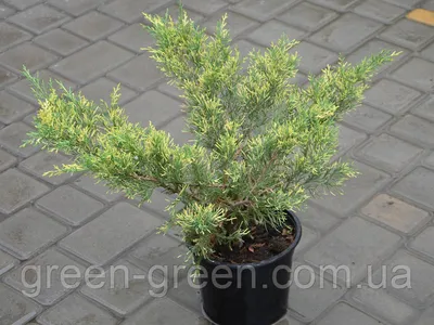 Можжевельник виргинский Хетц Juniperus virginiana Hetz 10л (ЗК) — цена в  LETTO