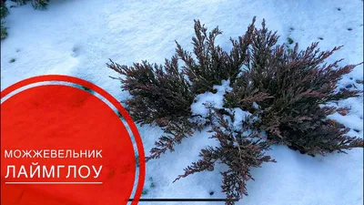 Садовый низкорослый можжевельник зимой Stock-Foto | Adobe Stock