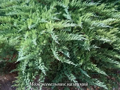 Juniperus horizontalis 'Wiltonii', Можжевельник горизонтальный  'Вилтони'|landshaft.info