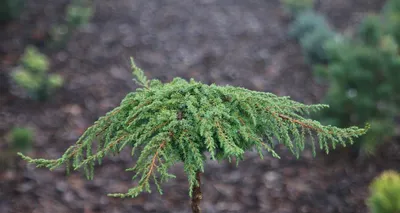 Можжевельник горизонтальный Лайм глоу. Краткий обзор, описание juniperus  horizontalis Lime Glow - YouTube