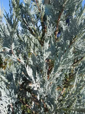 Купить Можжевельник китайский СтриктаJuniperus chinensis Stricta - в  питомнике Флорини