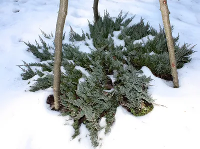 Купить можжевельник чешуйчатый Мери Juniperus squamata Meyeri