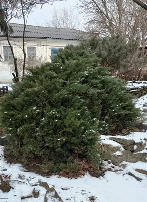 Купите Можжевельник скальный Мунглоу 🌹 из питомника Долина роз с доставкой!