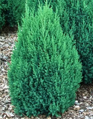 Можжевельник китайский Стрикта (Juniperus chinensis Stricta) - купить в  Украине