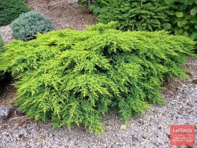 Можжевельник (Juniperus) — описание, выращивание, фото | на LePlants.ru