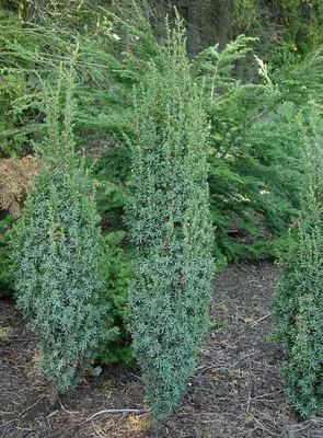 Можжевельник обыкновенный Суецика Нана (Juniperus Suecica Nana) - описание  сорта, фото, саженцы, посадка, особенности ухода. Дачная энциклопедия.