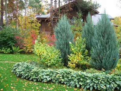 Богатство видов можжевельника в дизайне сада | Интернет-магазин садовых  растений
