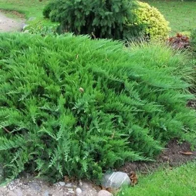 TEACH how to grow JUNIPER in the garden. Chinese juniper STRIKTA - YouTube