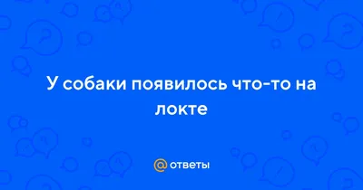 Пиодермия у собак: симптомы и лечение | Hill's
