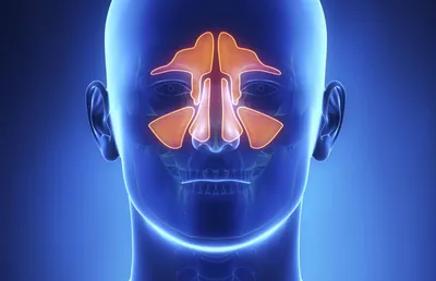 КТ пазух носа – цены в Москве, сделать компьютерную томографию носовых пазух  в медицинском центре «СМ-Клиника»
