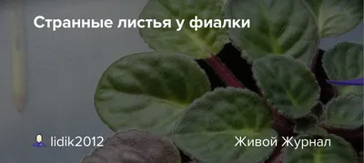 Прошу помощи по фиалке. - Помогите определить растение - GreenInfo.ru