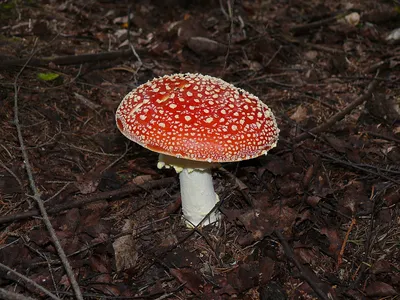 Мухомор красный (Amanita muscaria) – Грибы Сибири