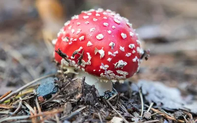 File:Мухомор (Amanita muscaria).jpg - Wikimedia Commons