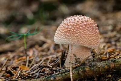 Мухомор не обязательно красного цвета: под Таганрогом встречается гриб,  названный в честь итальянского врача