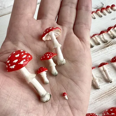 Amanita muscaria, мухомор красный