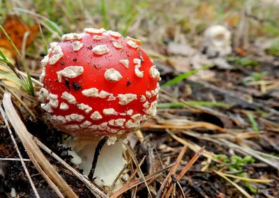 Мухомор красный сушёный (amanita muscaria). купить по доступной цене.