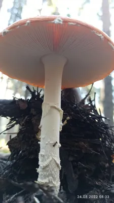 Купить сушеные грибы Amanita Muscaria | Доставка в США/США в течение 7-15  дней!