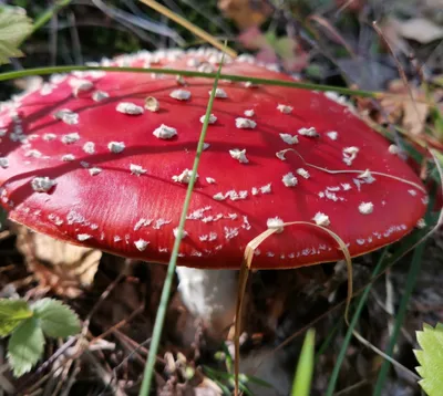 Мухомор зеленый (лат. Amanita phalloides)