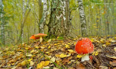 Как сшить гриб МУХОМОР из ткани своими руками - ПОДРОБНЫЙ мастер класс - 🍄  Mushroom Amanita 🍄 - YouTube