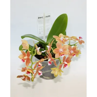 Орхидея Фаленопсис Мультифлора Желтая (Phalaenopsis Multiflora)