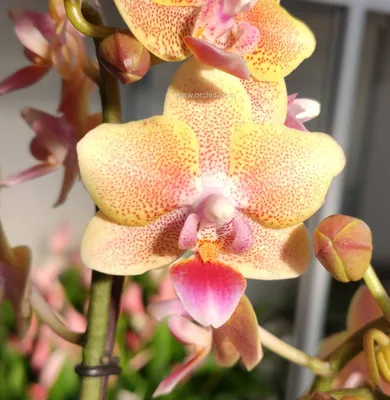 Фаленопсис мультифлора Феникс (Phalaenopsis multiflora Phoenix) -  FlowersLand.by - Минск, орхидею фалепонсис минск купить, Орхидеи в минске  купить недорого.