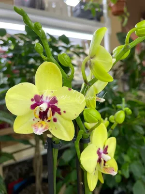 Орхидея Phalaenopsis, multiflora (отцвёл)