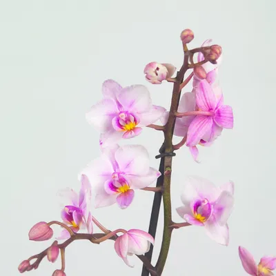 Мультифлора орхидея фото фотографии