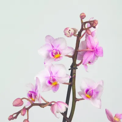 Орхидея Фаленопсис Мультифлора Вариегата 2 ствола (Phalaenopsis Variegata  Multiflora)