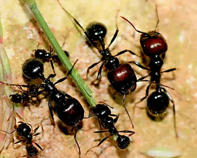Красноголовый муравей жнец | zoo-ekzo.com- Экзотические животные