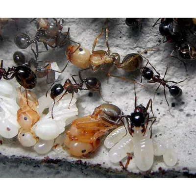 Красногрудый муравей-жнец (Messor denticulatus) (Матка + расплод + 1-5  рабочих) Цена 1190 рублей - цена, отзывы, характеристики- antslife.ru