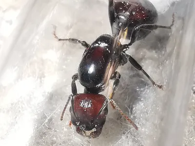 Муравьи Messor barbarus (красноголовые жнецы) матка с муравьями (35-50) –  купить в Москве недорого в интернет-магазине AntPlant