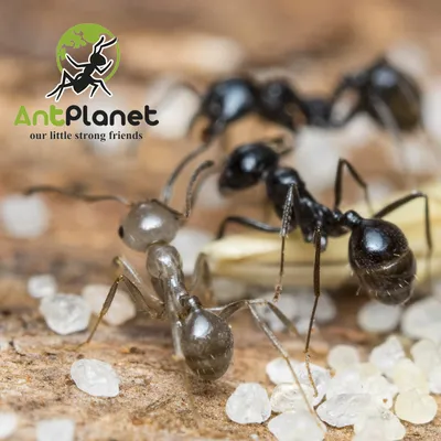 AntPlanet. Каталог муравьёв | Messor cf. ebeninus.