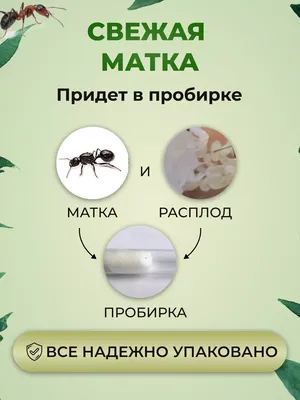 LUCKY ANT Муравьи жнецы для муравьиной фермы Messor Denticulatus