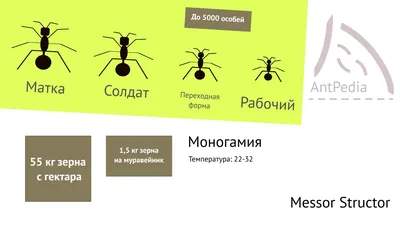 Муравьи жнецы (messor structor): виды, как выглядят, что едят, все о  содержании