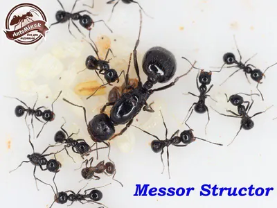 Messor structor муравей-жнец: продажа, цена в Минске. Домашние насекомые от  \"AntsMinsk\" - 108335785