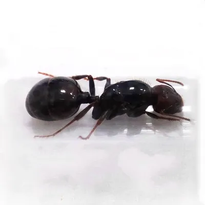 муравьи messor barbarus, большие муравьи жнецы