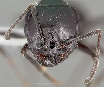 Veromessor pergandei — Википедия