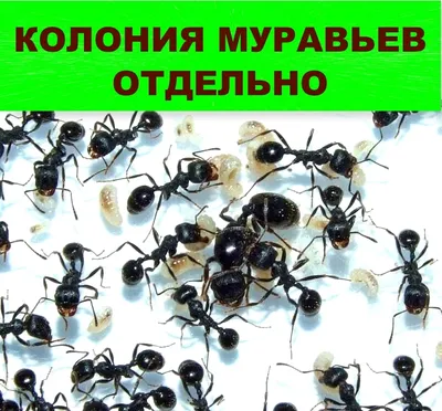 Купить муравьев жнецов недорого в MuraveyDom.ru