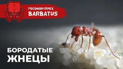 ОПАСНЫЕ МУРАВЬИ-ЖНЕЦЫ ИЗ АМЕРИКИ | Red harvester ant | Pogonomyrmex  barbatus - YouTube