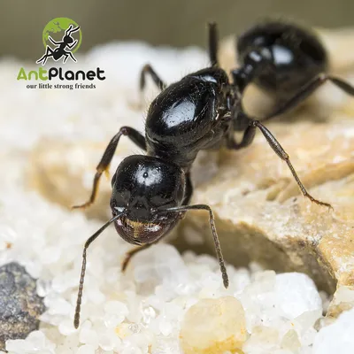 AntPlanet. Каталог муравьёв | Messor sp..