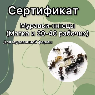 Сертификат. Муравьи жнецы Messor для муравьиной фермы Матка и 20-40 рабочих  | AliExpress