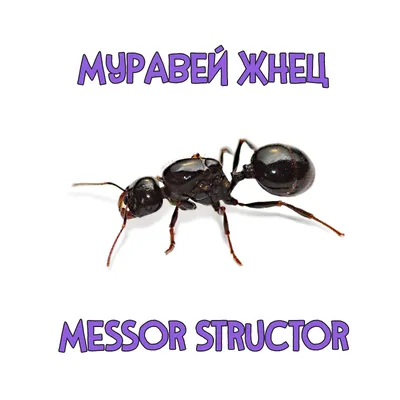 Купить колонию муравьев Жнецов (Messor Structor) с маткой и рабочими
