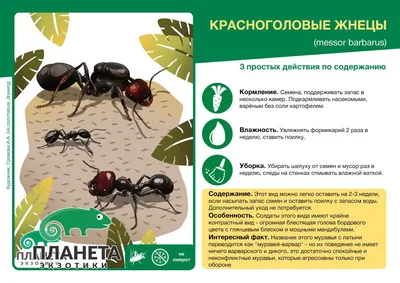 Красноголовые муравьи-жнецы (Messor barbarus) матка и 5-10 рабочих купить в  Планете экзотики
