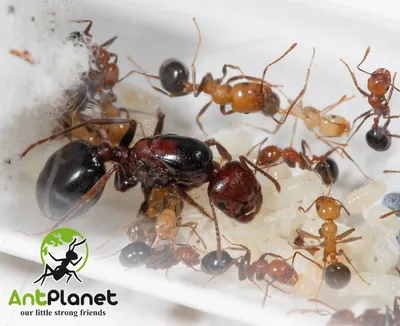AntPlanet. Каталог муравьёв | Messor cf. aegyptiacus.