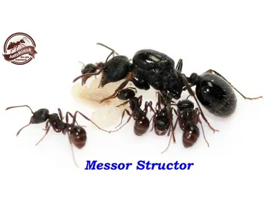 Messor structor муравей-жнец