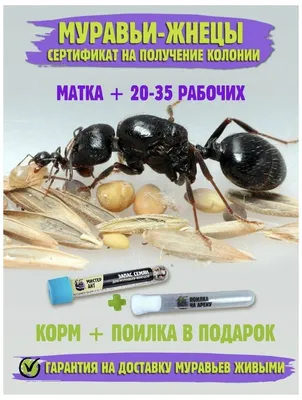 Муравьи жнецы для муравьиной фермы — купить в интернет-магазине по низкой  цене на Яндекс Маркете