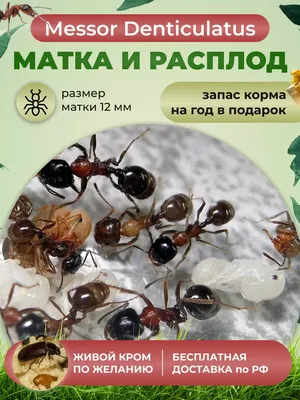 LUCKY ANT Муравьи жнецы для муравьиной фермы Messor Denticulatus