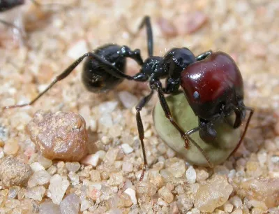 Messor structor или Messor barbarus, муравьи для новичка